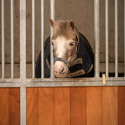 Paard in stal Paard in stal
